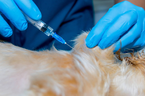 Subcutneous injection in pets, vaccine administration - Фото, зображення