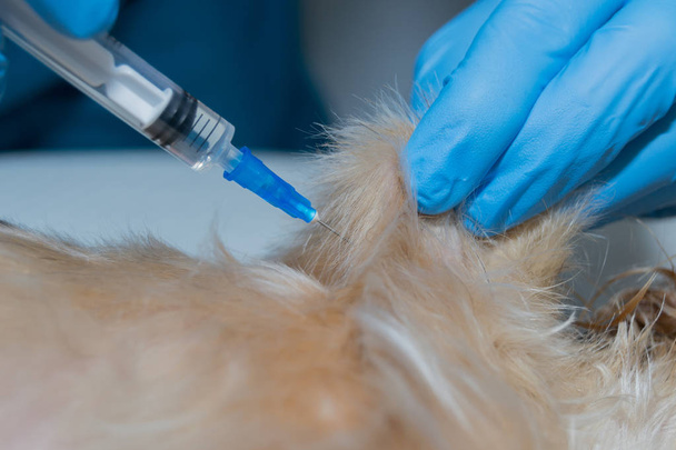 Injection sous-cutanée chez les animaux domestiques, administration du vaccin
 - Photo, image