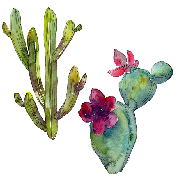 Green cacti isolated on white. Watercolor background illustration element. - Φωτογραφία, εικόνα