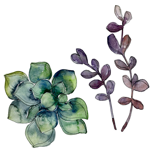 Exotic tropical Hawaiian botanical succulents. Watercolor background illustration set. Isolated succulents illustration elements. - 写真・画像