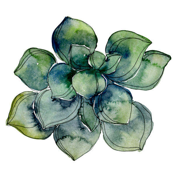 Exotic tropical hawaiian botanical succulent. Watercolor background illustration.  Isolated succulent illustration element. - Foto, afbeelding