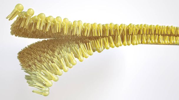 Ihmisen lipidi kaksikerroksinen valkoisella pohjalla -3D Renderöinti - Valokuva, kuva