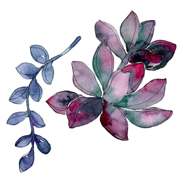Succulent floral botanical flower. Wild spring leaf wildflower isolated. Watercolor background illustration set. Watercolour drawing fashion aquarelle. Isolated succulent illustration element. - Foto, Imagem
