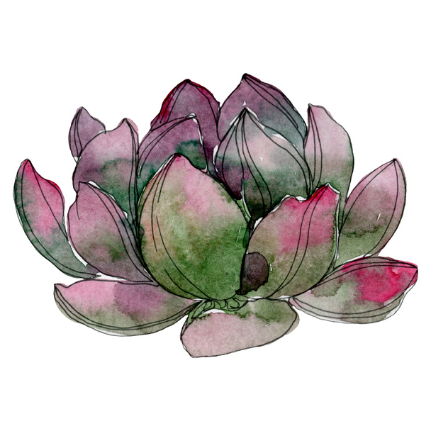 Succulent floral botanical flower. Wild spring leaf wildflower isolated. Watercolor background illustration set. Watercolour drawing fashion aquarelle. Isolated succulent illustration element. - Photo, image
