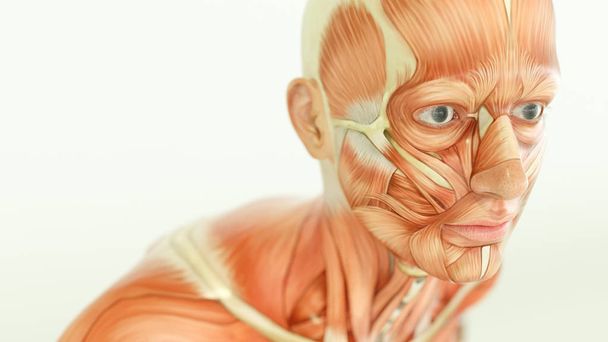 Emberi test anatómiája izmok - 3d renderelés - Fotó, kép