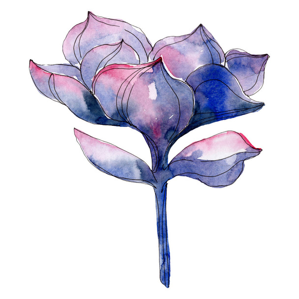 Succulent botanical flower. Watercolor background illustration. Isolated succulent illustration element. - Φωτογραφία, εικόνα