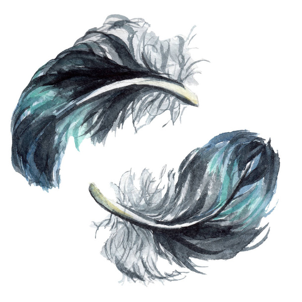Blue and black bird feathers from wing isolated. Watercolor background illustration set. Isolated feathers illustration elements. - Valokuva, kuva