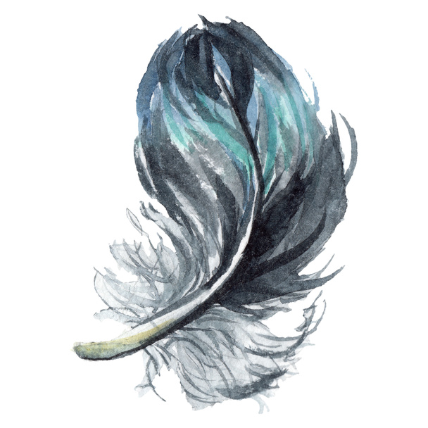 Синее и черное птичье перо из изолированного крыла. Акварельная фоновая иллюстрация. Изолированный элемент иллюстрации пера
. - Фото, изображение