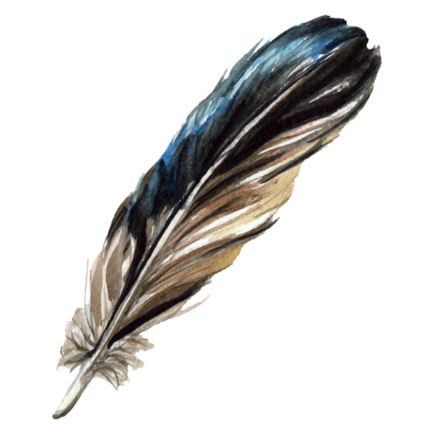 Blueand black bird feather from wing isolated. Watercolor background illustration. Isolated feather illustration element. - Valokuva, kuva
