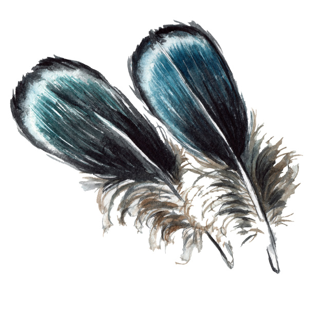Blue and black bird feathers from wing isolated. Watercolor background illustration set. Isolated feathers illustration elements. - Photo, image