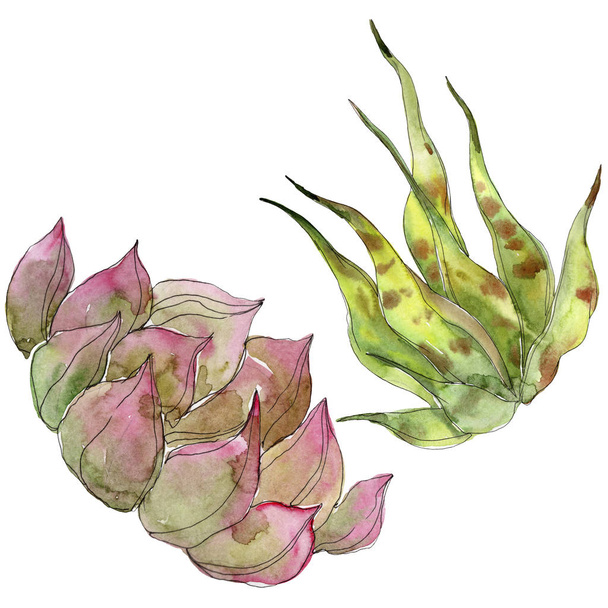 Exotic tropical succulents. Watercolor background illustration set. Isolated succulents illustration elements. - Photo, image