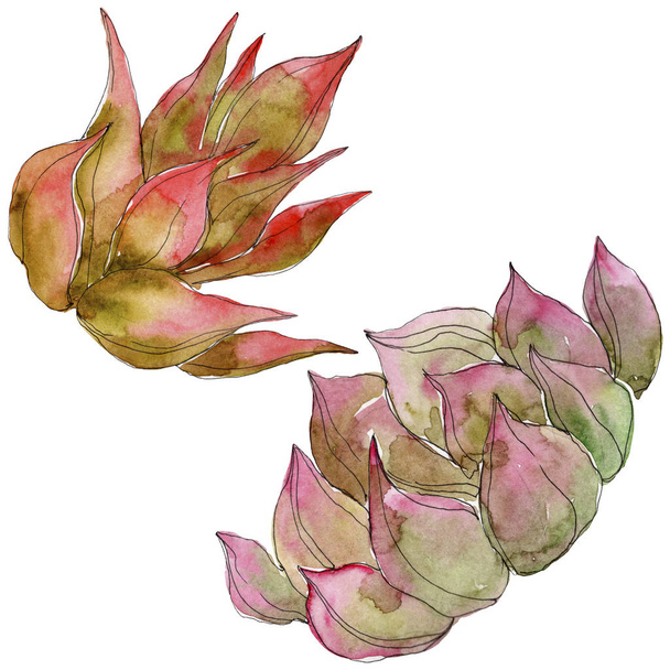 Exotic tropical succulents. Watercolor background illustration set. Isolated succulents illustration elements. - 写真・画像