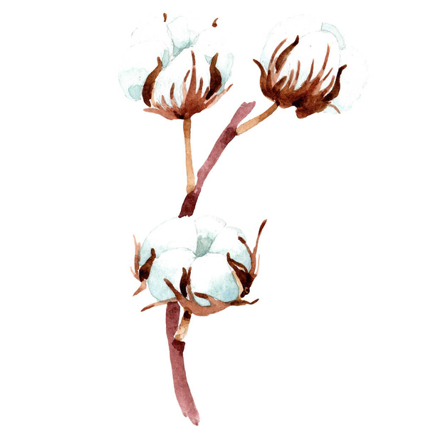 Cotton botanical flower. Watercolor background illustration. Isolated cotton illustration element. - Zdjęcie, obraz
