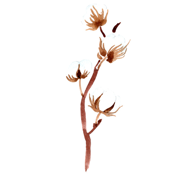 Cotton botanical flower. Watercolor background illustration. Isolated cotton illustration element. - Foto, Imagen
