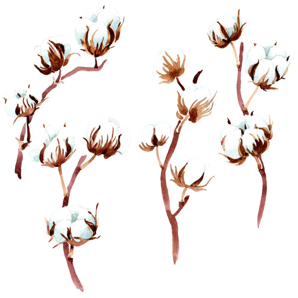 Cotton botanical flower. Watercolor background illustration. Isolated cotton illustration elements. - Фото, изображение
