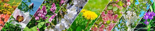 Blooming cherry, peonies, dandelions and other spring flowers. Panoramic collage. Wide image. - Foto, Imagen