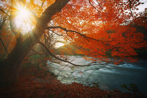 Το φαράγγι Oirase όμορφο ποταμό στρατοπεδεύσει druing του φθινοπώρου, Ιαπωνία - Φωτογραφία, εικόνα