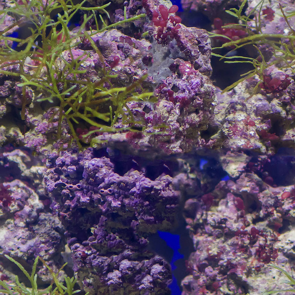 Tekstura koralowców z morza - Zdjęcie, obraz