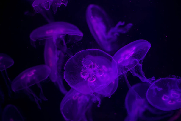 Медуза на черном фоне. Медуза подсвечена фиолетовым светом
 - Фото, изображение