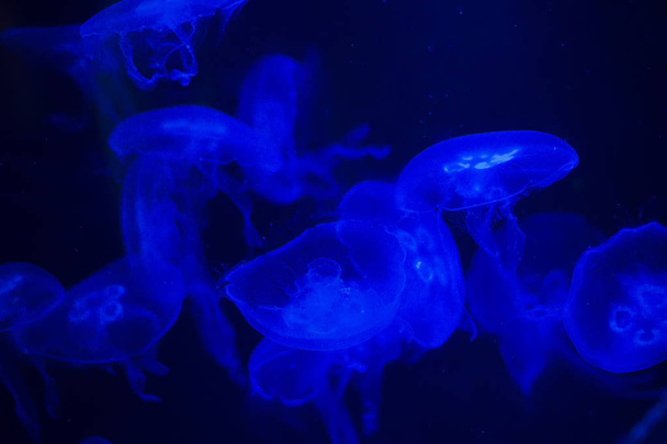 Méduse sur fond noir. Méduse surlignée en lumière bleue
 - Photo, image