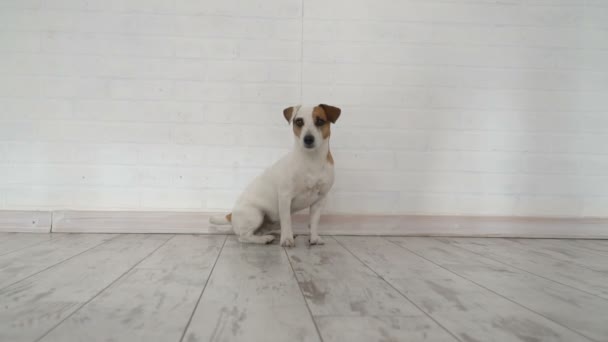 Hund sitzt zu Hause - Filmmaterial, Video