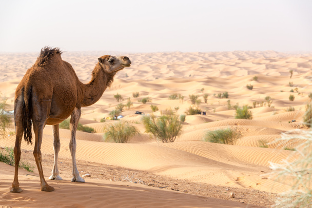 Kameli hiekkadyynillä katselemassa Saharan autiomaata Douzin lähellä, Tunisiassa
 - Valokuva, kuva