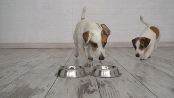 Dog does not let the puppy to the bowl - Footage, Video