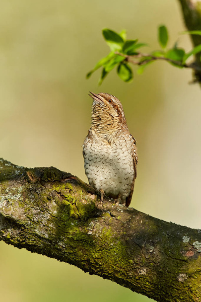 Eurasian Wryneck, Jynx torquilla sitting on the branch before green background.  - Photo, Image