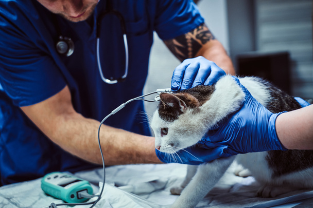 Ładny kot na badanie lekarskie w klinice weterynaryjnej, pomiaru ciśnienia krwi - Zdjęcie, obraz