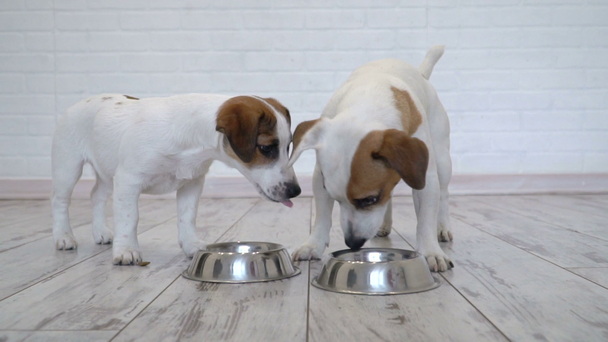 zwei Hunde fressen Futter aus Schüssel - Filmmaterial, Video