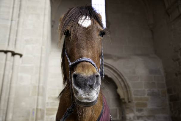 Чистая лошадь в конюшне, животные и природа
 - Фото, изображение