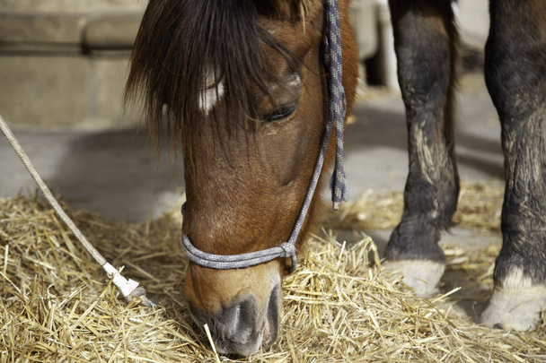 Καθαρόαιμο άλογο στο στάβλο, φύση και ζώα - Φωτογραφία, εικόνα
