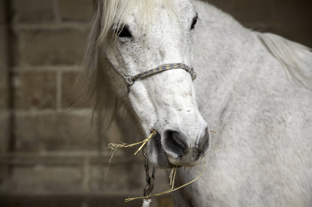 Καθαρόαιμο άλογο στο στάβλο, φύση και ζώα - Φωτογραφία, εικόνα