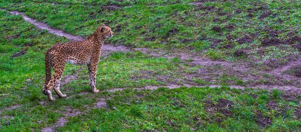 Гепард, стоящий на травяном пастбище, угрожающий вид кошки из Африки - Фото, изображение