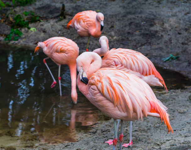 rózsaszín chilei flamingo közelkép a madár család a háttérben, trópusi és színes madarak Amerikából - Fotó, kép