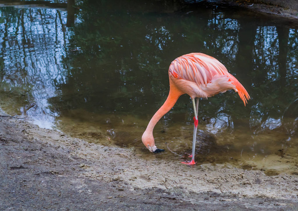 szomjas chilei flamingó iszik egy kis vizet a tóból, portré egy majdnem fenyegetett trópusi madár Amerikából - Fotó, kép