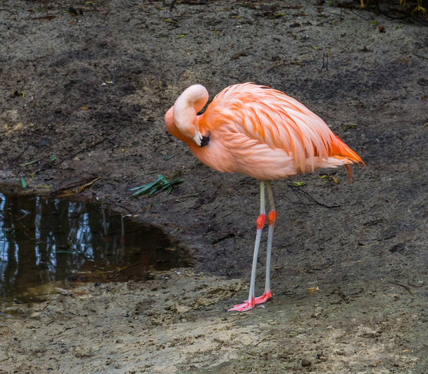 rózsaszín chilei flamingo áll a vízparton tisztító tollak, közel fenyegetett trópusi madár Amerikából - Fotó, kép