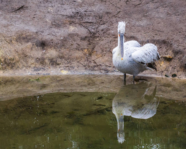 portré egy dalmata pelikán áll a vízben a folyó partján, közel fenyegetett madár Európából - Fotó, kép
