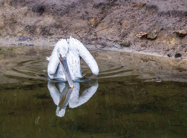 vedessä kelluva dalmatialainen pelikaani, lähellä uhanalaista lintua Euroopasta
 - Valokuva, kuva