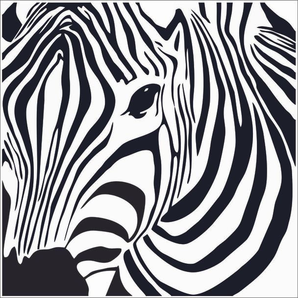 black and white zebra line drawing - Vector, Image