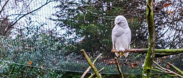 snowy white owl sitting on a branch and making a happy and satisfied face - Photo, Image
