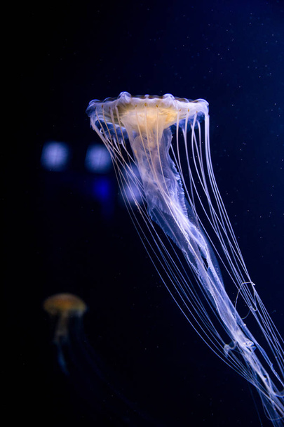 Medusas azules iluminadas con largos tentáculos punzantes en el mar profundo sobre fondo negro oscuro. Imagen vertical de Medusa con fondo negro
. - Foto, Imagen