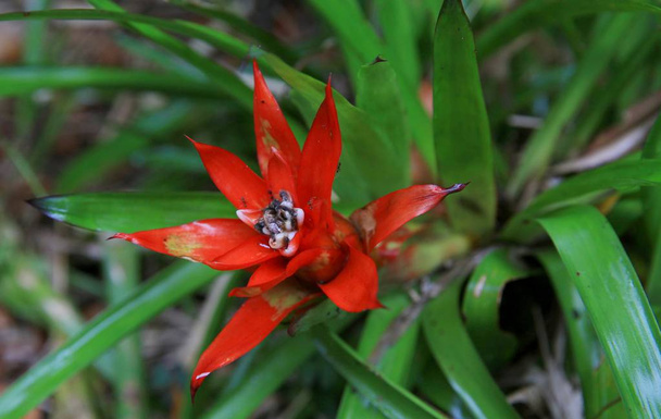 Червона квітка, наукова назва Роза мініатюрна вазонкова Руїс і пав, — рід вічнозелених трав'янистих рослин бромелієвих сім'ї, росте в лісах, на відкритих гірських схилах на висоті до 2400 м над рівнем моря. (Балі, Індонезія) - Фото, зображення