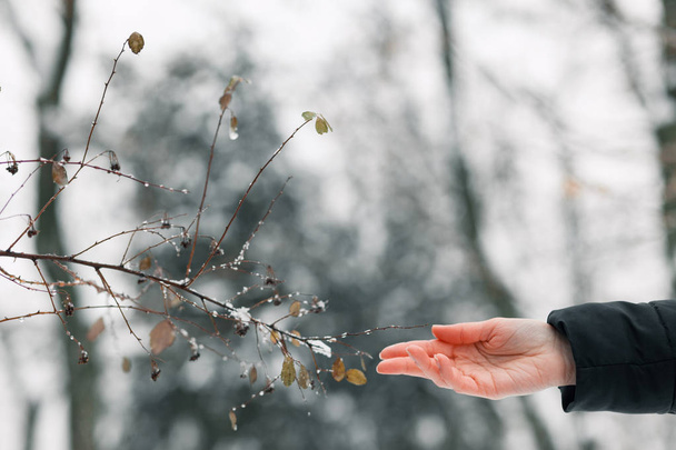 le ragazze mano raggiunge per un ramo nevoso nel parco
 - Foto, immagini