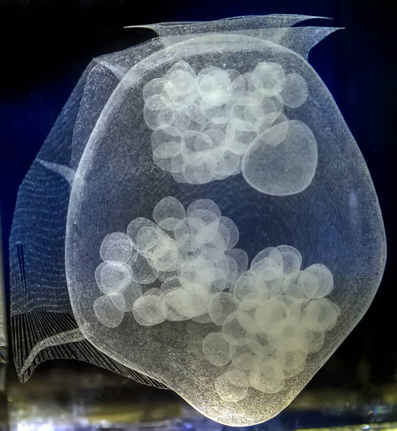 Sea jellyfish underwater light effect Background, Sanderia malayensis jellyfish - Fotó, kép