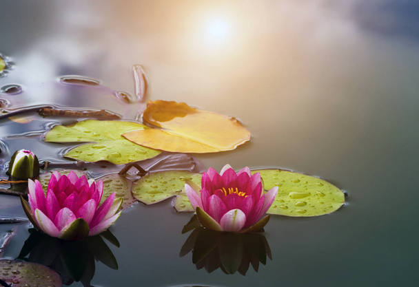 Planta de agua de loto rosa con flores de lirio de agua de reflexión que florecen en un estanque
. - Foto, Imagen