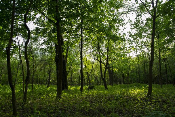 Summer forest landscape. Green glade. - Фото, изображение