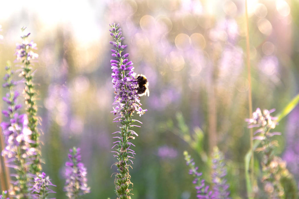Vista del abejorro que se sienta en una ramita de Verónica
 - Foto, Imagen