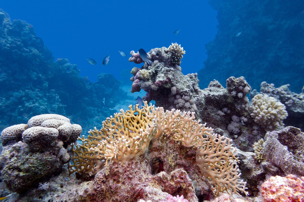 Коралловый риф с твердым и огненным кораллом на дне тропического моря
 - Фото, изображение