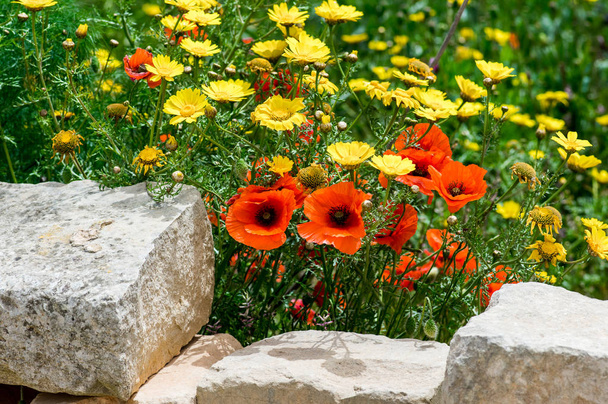 Flores silvestres en primavera, amapolas rojas y margaritas amarillas
 - Foto, Imagen